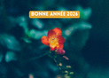 bonne ann&eacute;e 2026 avec une jolie fleur rouge